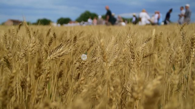 People ready for ceremony of manual harvest,field of wheat,city of Zrenjanin,Serbia,10th of July,2017.
