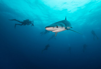 Blue shark underwater view, Cape Town, South Africa.