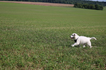 Weißer Schweizer Schäferhund