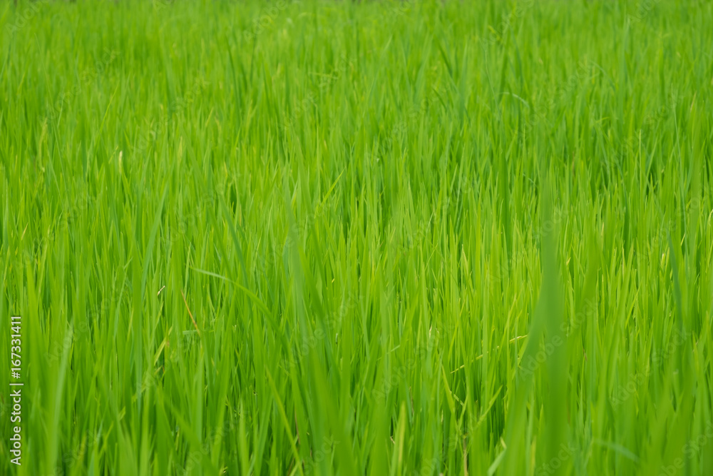 Wall mural green rice field