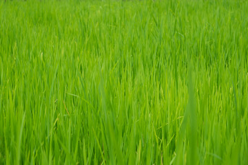 Green rice field