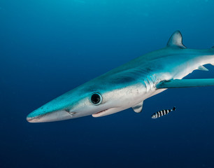 Obraz premium Blue shark underwater view, Cape Town, South Africa.