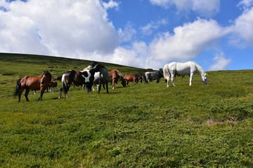 Naklejka na ściany i meble Wild horses on pasture, high Rila Mountain plateau, Bulgaria