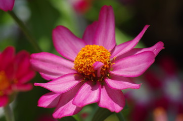 ジニア（百日草）