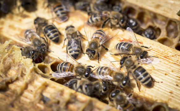 View of the working bees on honeycells