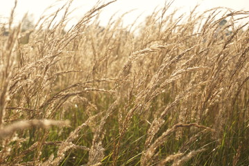 Seeds of dry grass background