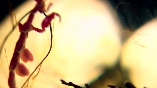 Skeleton sea goat Caprellalinearis underwater on seabed of White Sea. Unique macro video close up. Caprellidae of marine life on black background of pure and transparent water. Relax.