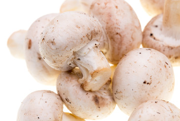 Mushrooms champignons on a white background
