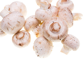 Mushrooms champignons on a white background