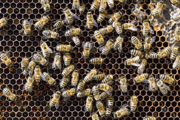 View of the working bees on honeycells