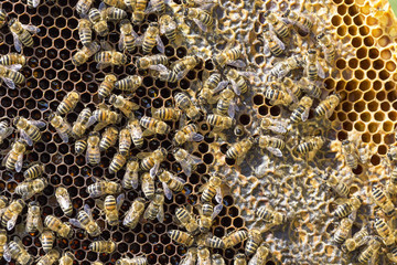 View of the working bees on honeycells