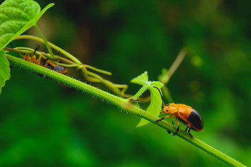 Ladybug