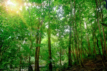 Fototapeta na wymiar Beautiful deep forest in Erawan National Park, Kanchanaburi, Thailand