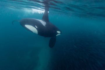 Male orca feeding on herring, northern Norway.