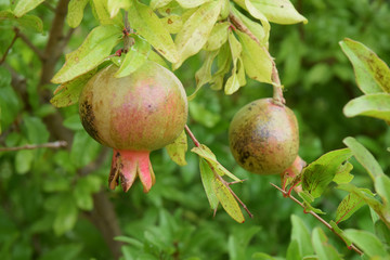 Grenade, le fruit riche en vitamines et minéraux