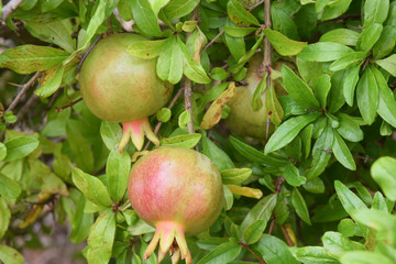 Grenade, le fruit riche en vitamines et minéraux