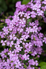 Fototapeta premium saponaria ocymoides - Kleines rosa Seifenkraut