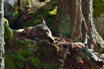 Wolf in the natural wildlife environment in the forest
