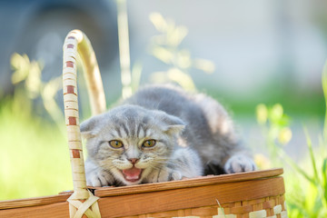 Cute young scottish fold kitten of grey color with open mouth play on the wild on top of basket in grass