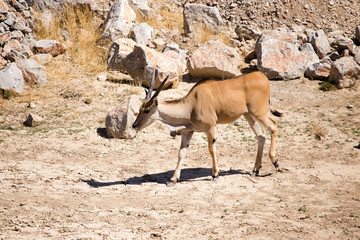 Antelope in the park