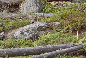 Wolf in the natural wildlife environment in the forest