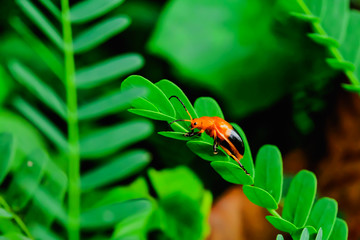 Ladybug