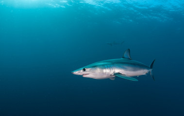 Short fin mako shark underwater view offshore from Cape Town, South Africa.