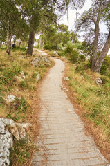 Gravel path in forest near Adriatic sea.             