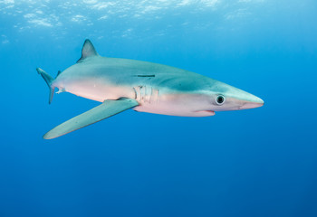 Underwater view of a blue shark, The Azores, Portugal.
