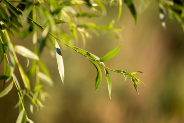 Green leaves on a tree in the nature