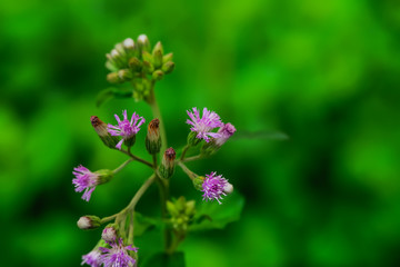 grass flower