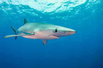 Obraz na płótnie Canvas Underwater view of a blue shark, The Azores, Portugal.