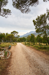 Fototapeta na wymiar Gravel path in forest near Adriatic sea. 