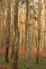 Fototapeta premium Wald