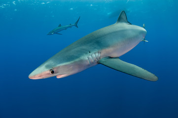 Underwater view of a blue shark, The Azores, Portugal.