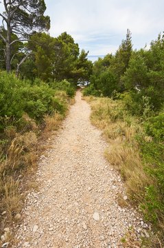 Gravel path in forest near Adriatic sea.             