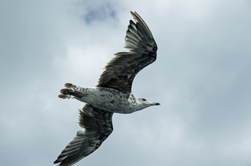 Gaviota