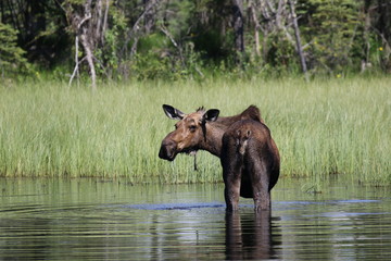 Moose in a lake, Alaska
