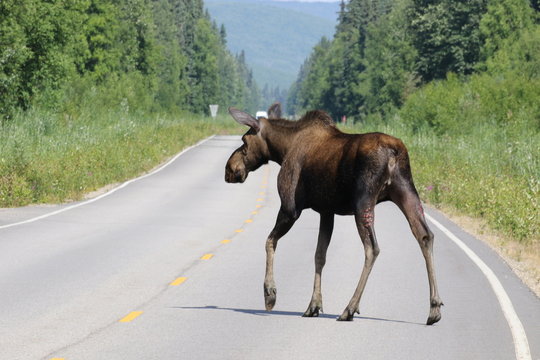 Moose crossing the street