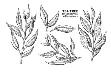 Tea tree vector drawing. Isolated vintage illustration of medical plant leaves on branch. - 167336658