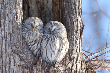 エゾフクロウの夫婦