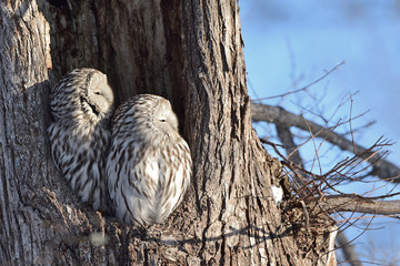 エゾフクロウの夫婦