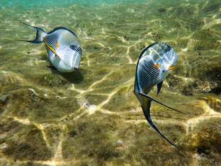 Fish surgeon in shallow water, Red sea