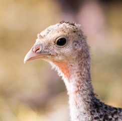 Young turkey on the farm