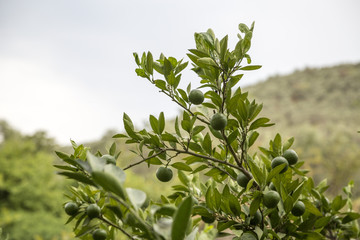 Obraz premium Tangerines in the Open