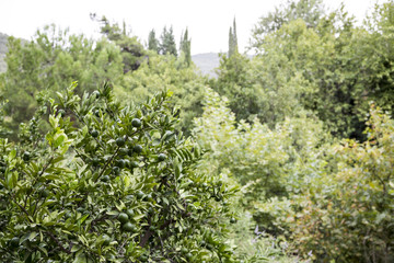 Green is the New Peace