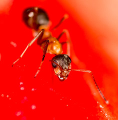 An ant on a red watermelon