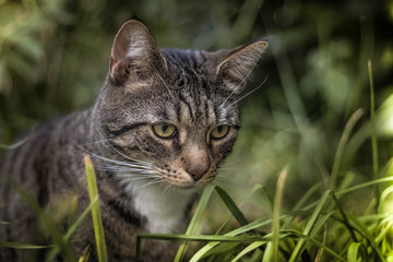 Katze im Gras