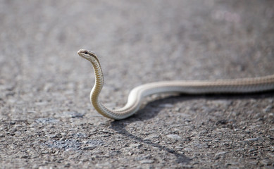The snake crawls across the road in the city