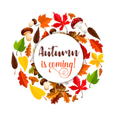 Autumn vector poster of maple leaf fall